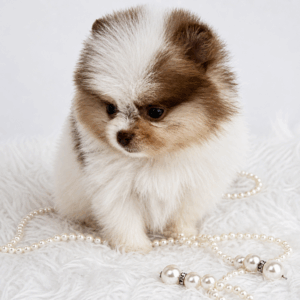 Bébé Spitz Poméranien mâle ==DISPONIBLE==