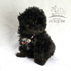 Caniche Tiny Toy mâle DISPONIBLE           ➡️ en savoir plus