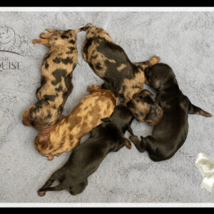 Nos bébé Teckels Nains et Kaninchens