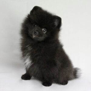 Bébé Spitz Poméranien mâle ==DISPONIBLE== ➡️en savoir plus