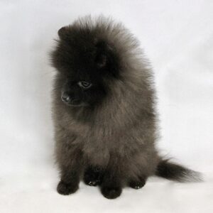 Bébé Spitz Poméranien mâle ==DISPONIBLE== ➡️en savoir plus