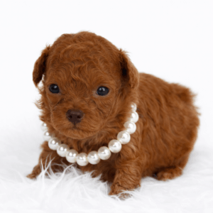 Caniche Tiny Toy fauve rouge