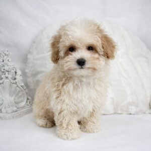 Caniche Tiny Toy mâle ==DÉJÀ ADOPTÉ==