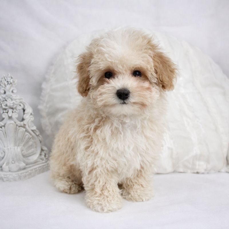 Caniche Tiny Toy mâle ==DÉJÀ ADOPTÉ==