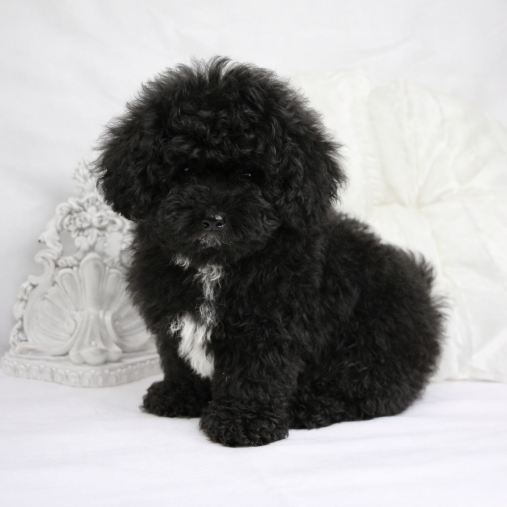 Caniche Tiny Toy mâle ==DISPONIBLE== – Image 2