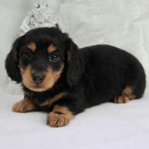 Teckel nain poil long mâle ==DISPONIBLE==