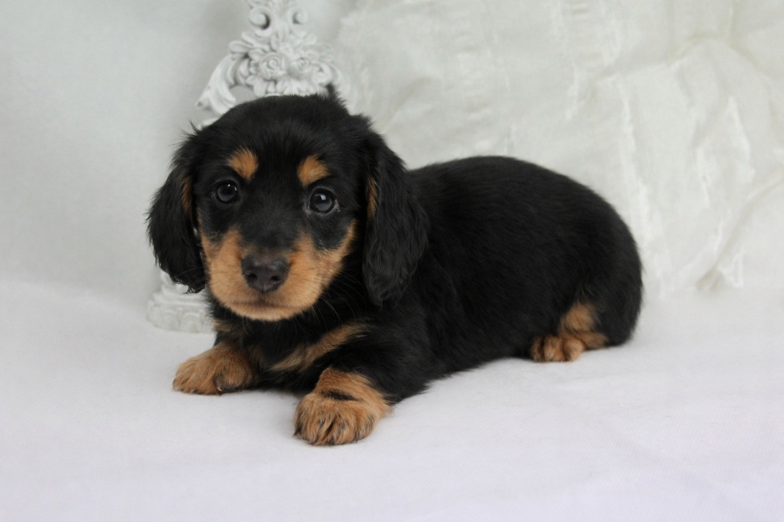 Teckel nain poil long mâle ==DISPONIBLE==