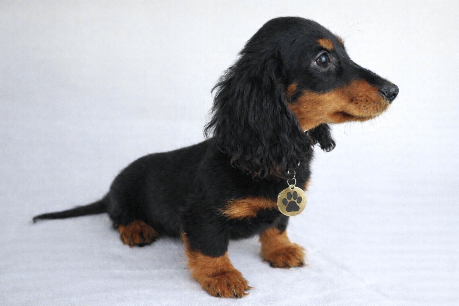 Teckel nain poil long mâle ==DISPONIBLE==