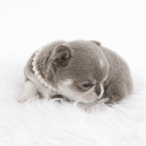 Chihuahua poil court hyper type