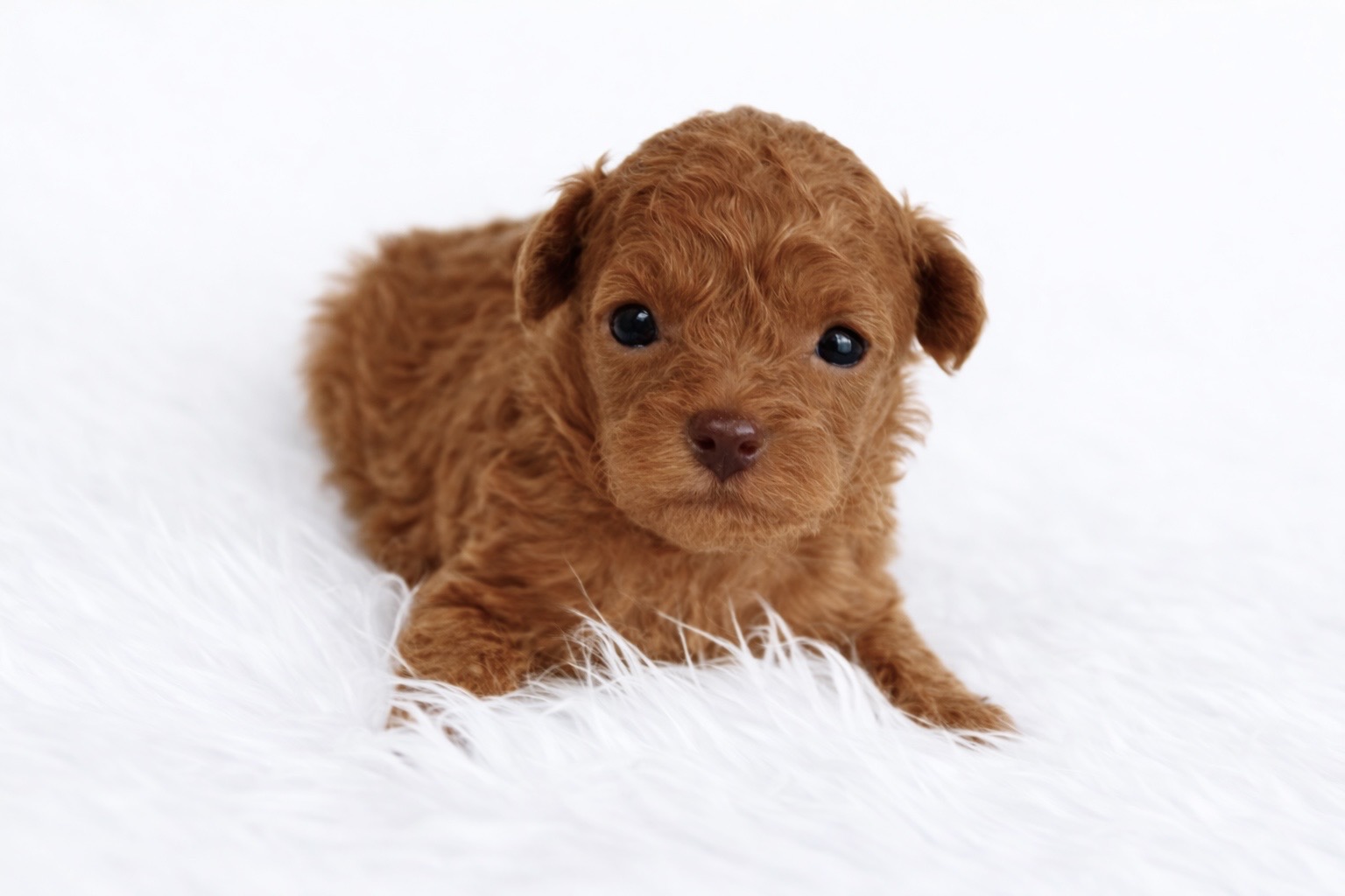 Caniche Tiny Toy mâle ==DISPONIBLE==