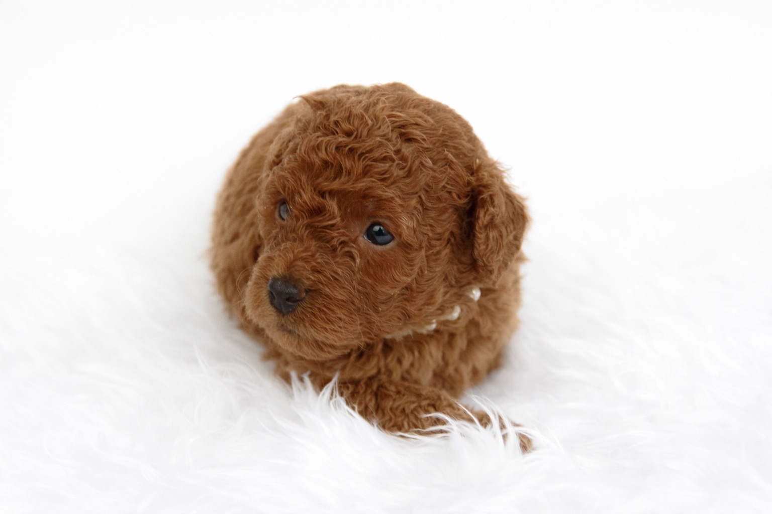 Caniche Toy femelle ==DISPONIBLE==