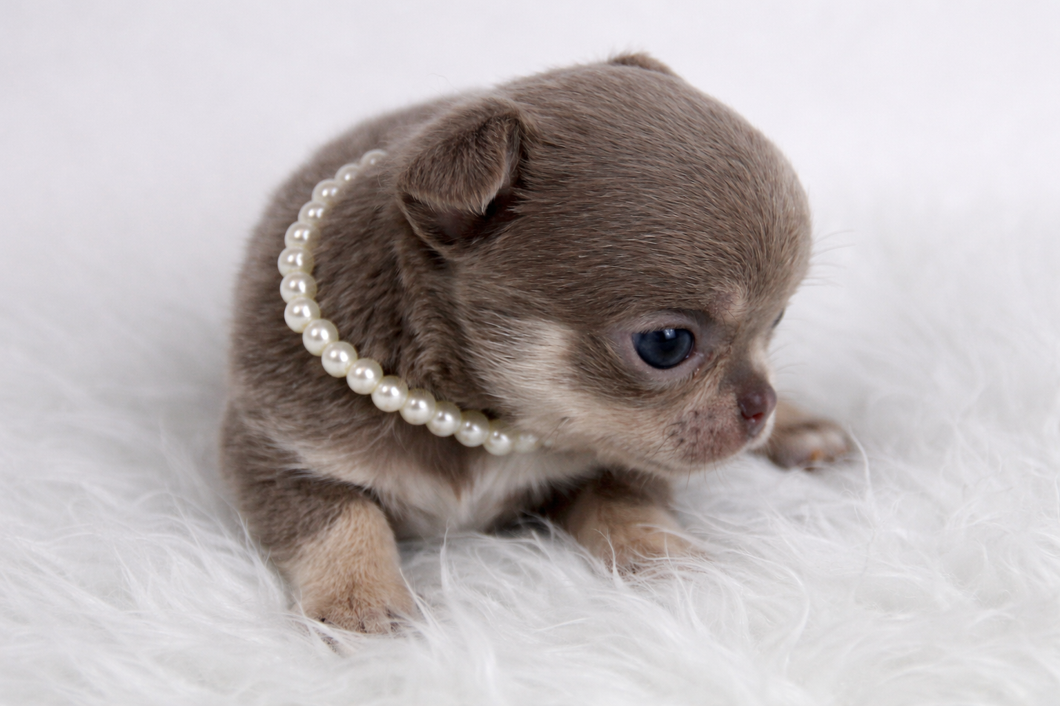 Chiot FEMELLE Chihuahua LOF ==DISPONIBLE==