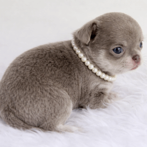 Chihuahua femelle lavande