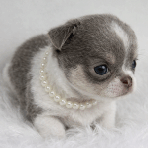 Chihuahua poil court