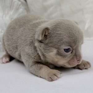 Chiot Chihuahua femelle poil court ==DISPONIBLE==