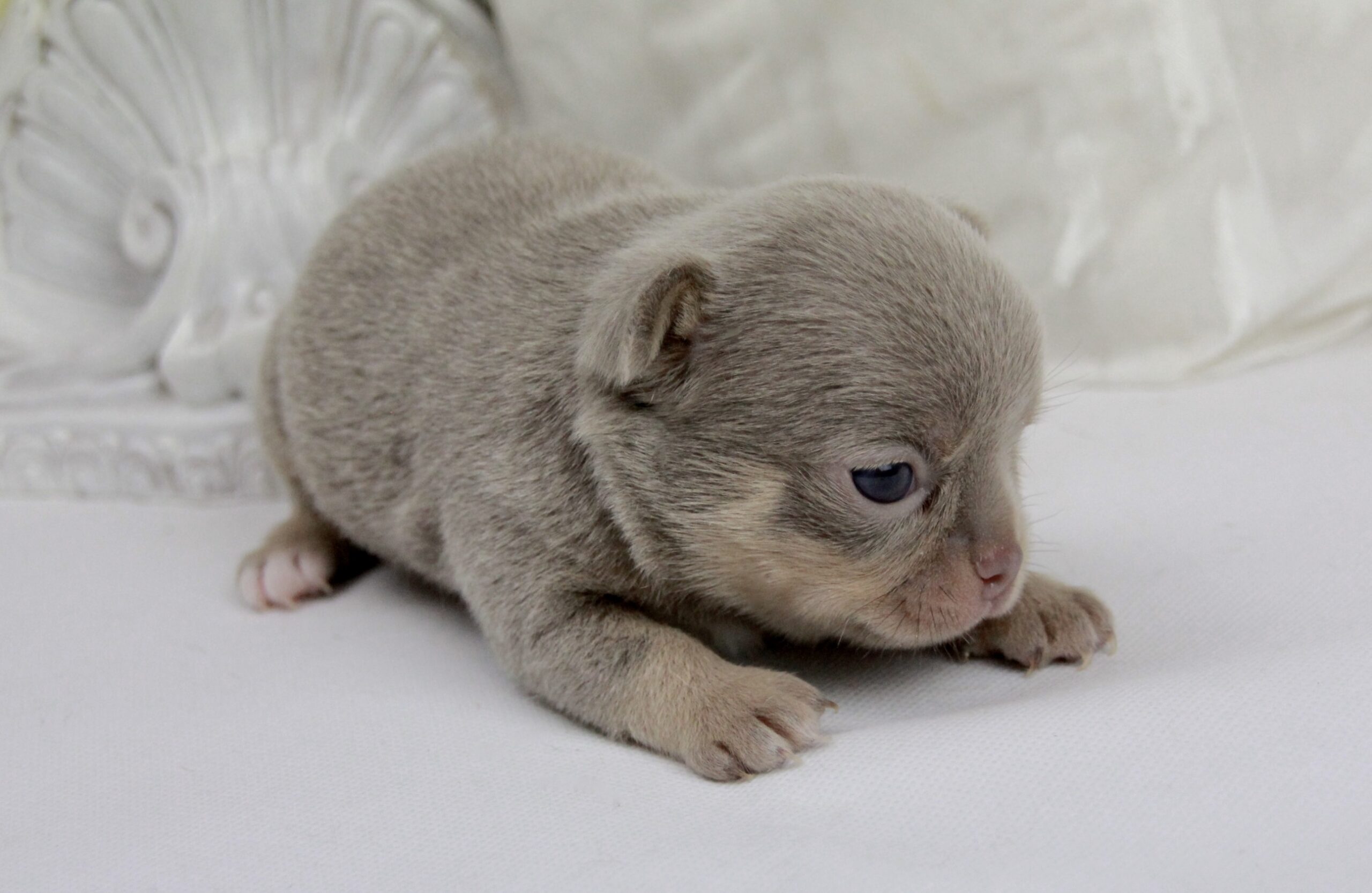 Chiot Chihuahua femelle poil court ==DISPONIBLE==
