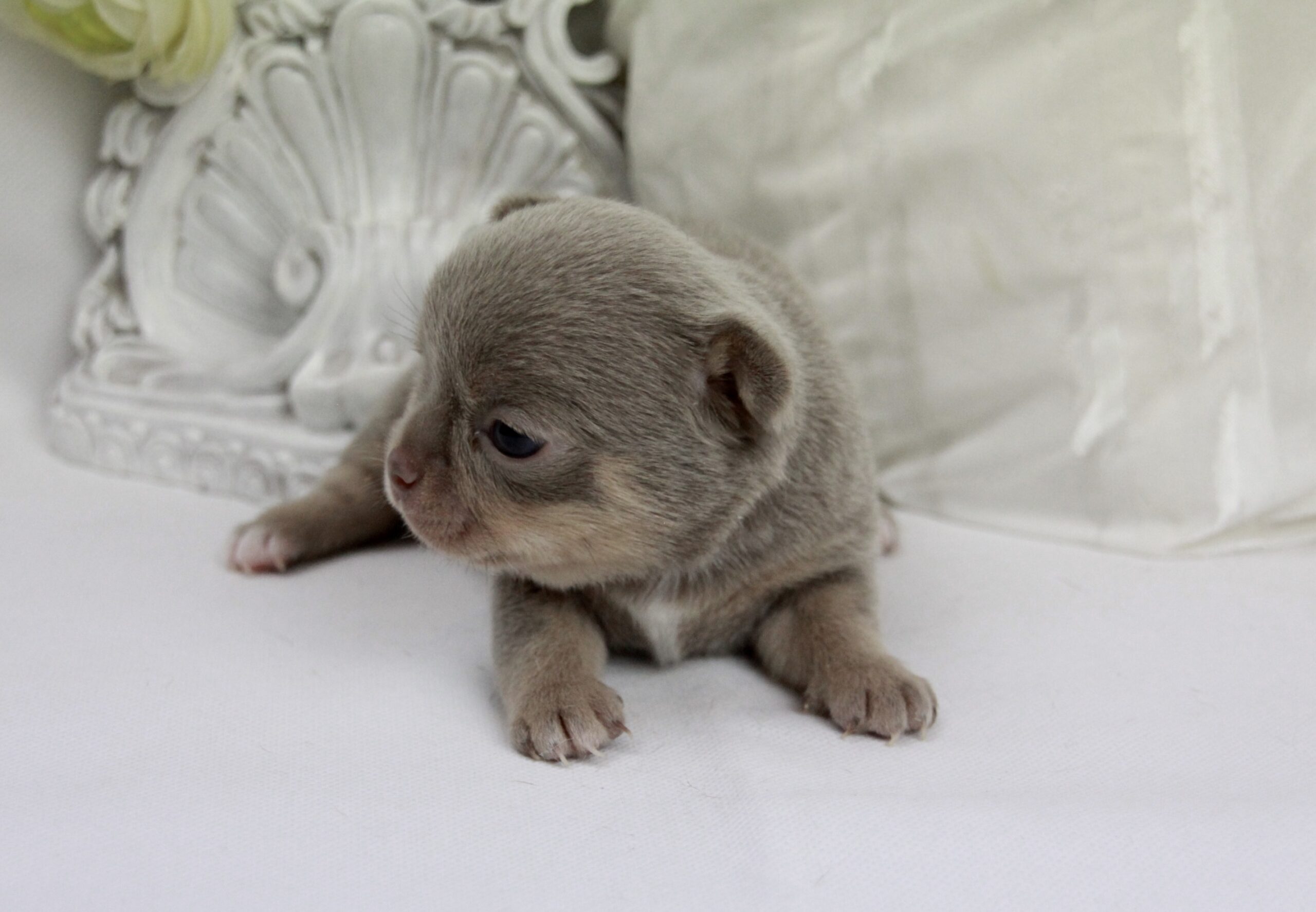 Chiot Chihuahua femelle poil court ==DISPONIBLE== – Image 2