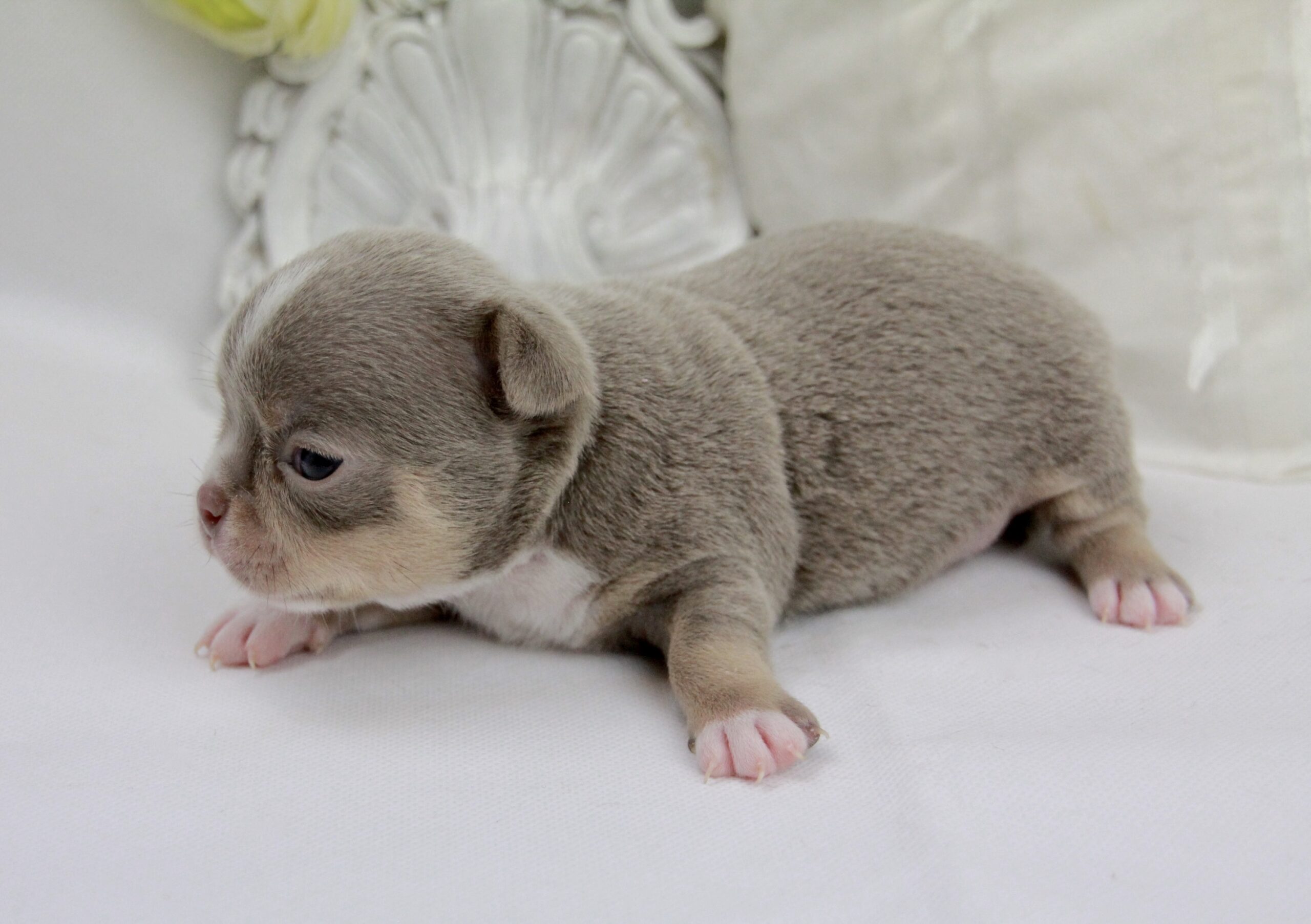 Chiot Chihuahua mâle poil court ==DISPONIBLE== – Image 2