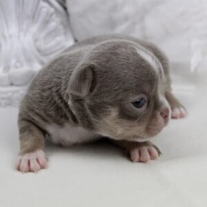 Chiot Chihuahua mâle poil court ==DISPONIBLE==