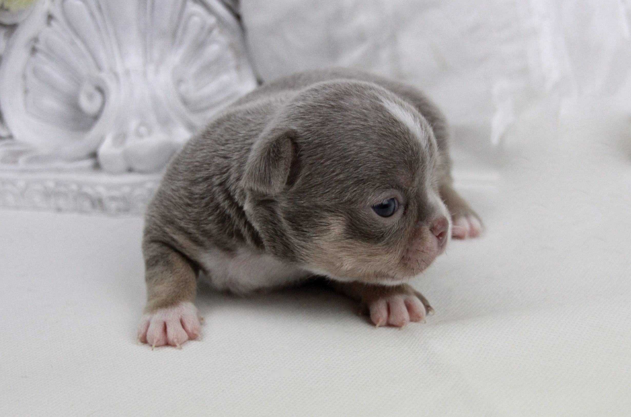 Chiot Chihuahua mâle poil court ==DISPONIBLE==