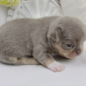 Chiot Chihuahua mâle poil court ==DISPONIBLE==