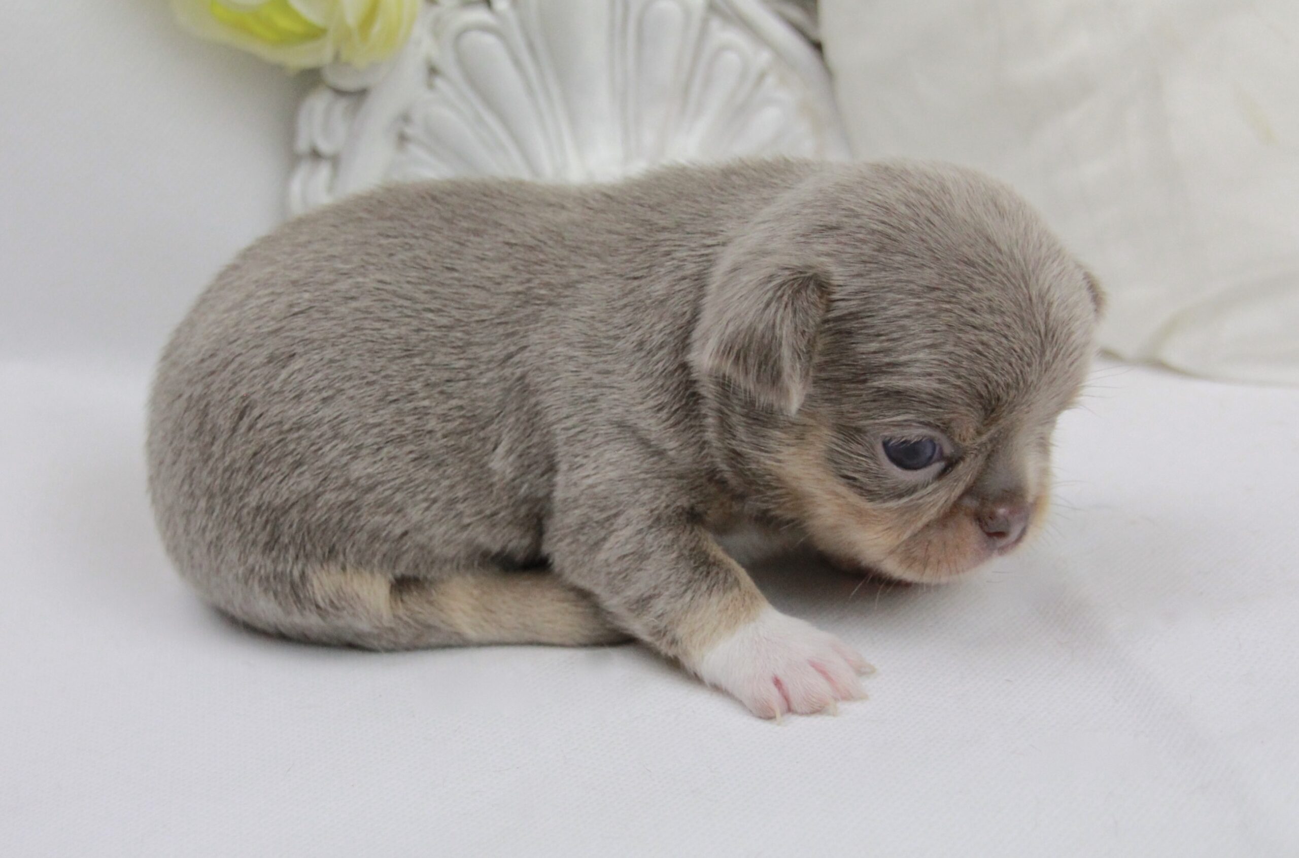 Chiot Chihuahua mâle poil court ==DISPONIBLE==