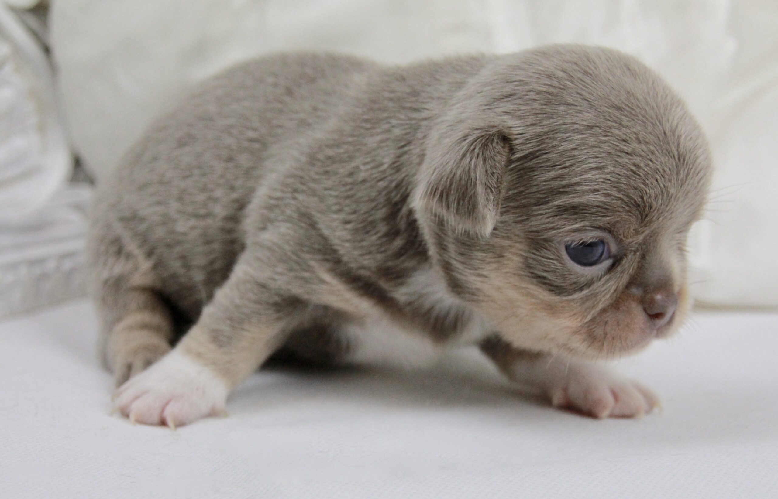 Chiot Chihuahua mâle poil court ==DISPONIBLE== – Image 2