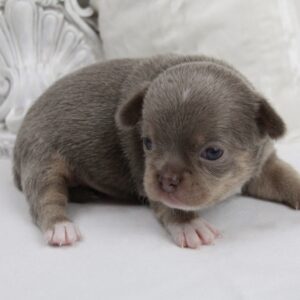 Chiot Chihuahua mâle poil court ==DISPONIBLE==