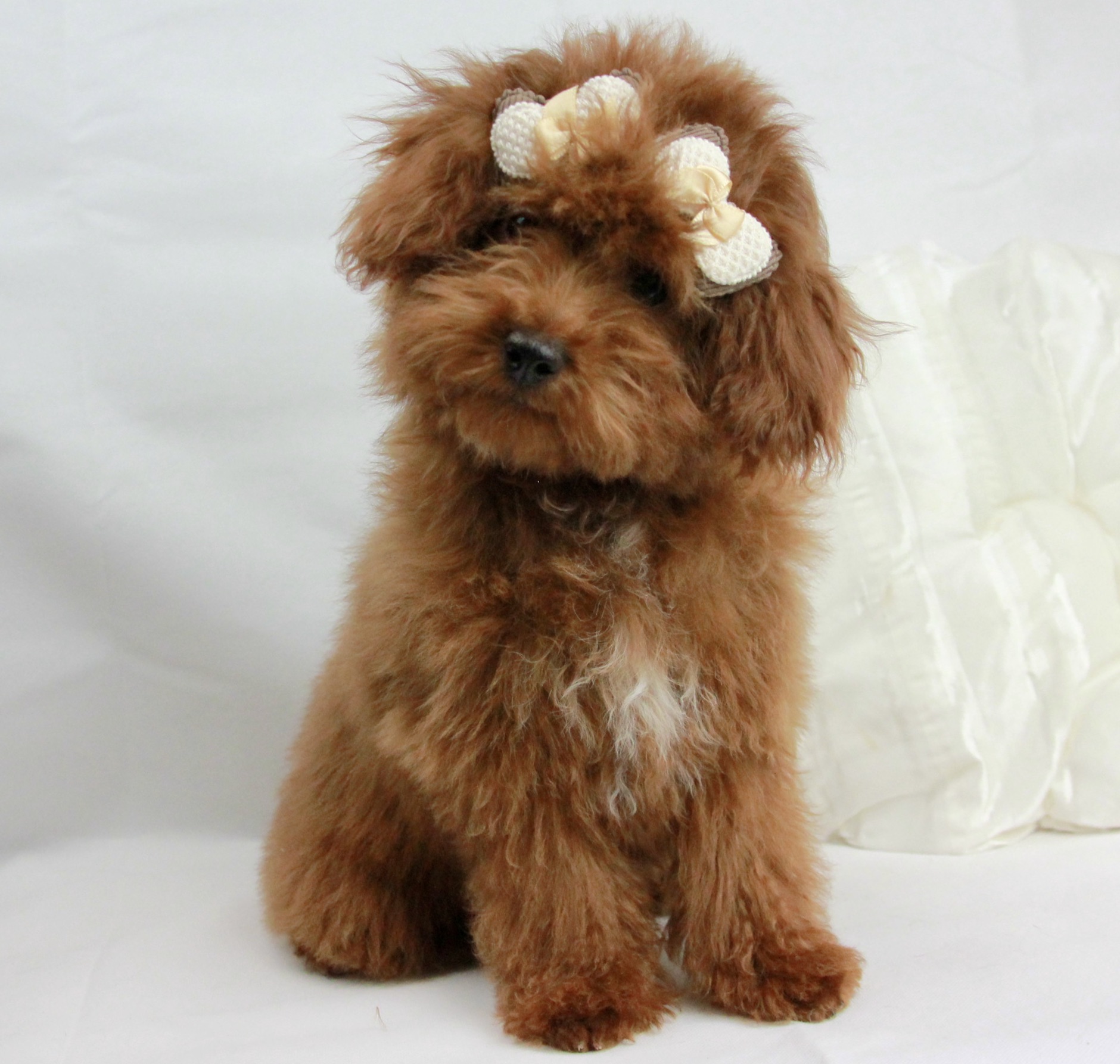 Chiot Caniche Toy femelle ==DISPONIBLE==