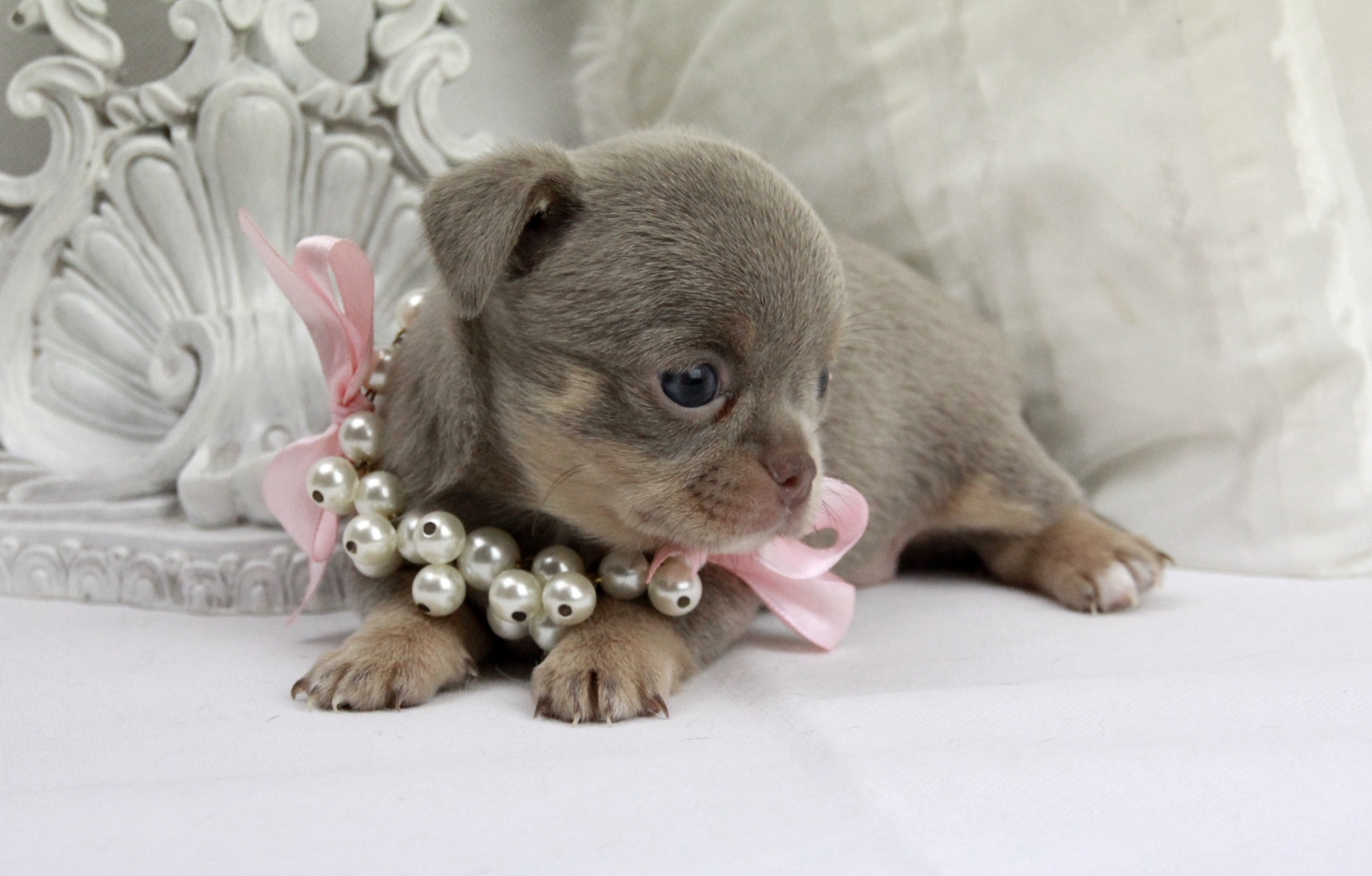 Chiot Chihuahua femelle poil court ==RESERVÉE==