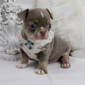 Chiot Chihuahua mâle poil court ==DISPONIBLE==