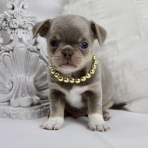 Chiot Chihuahua mâle poil court ==DISPONIBLE==