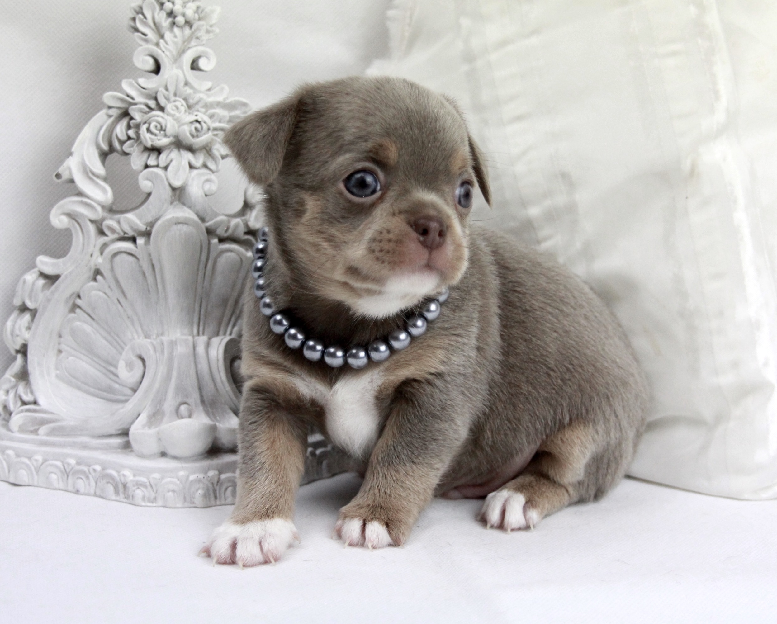 Chiot Chihuahua mâle poil court ==DISPONIBLE==