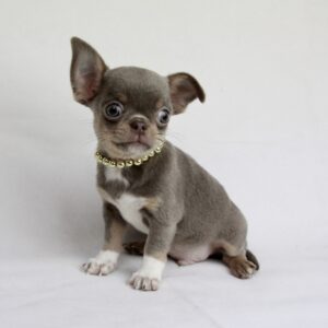 Chihuahua poil court lavande et tan