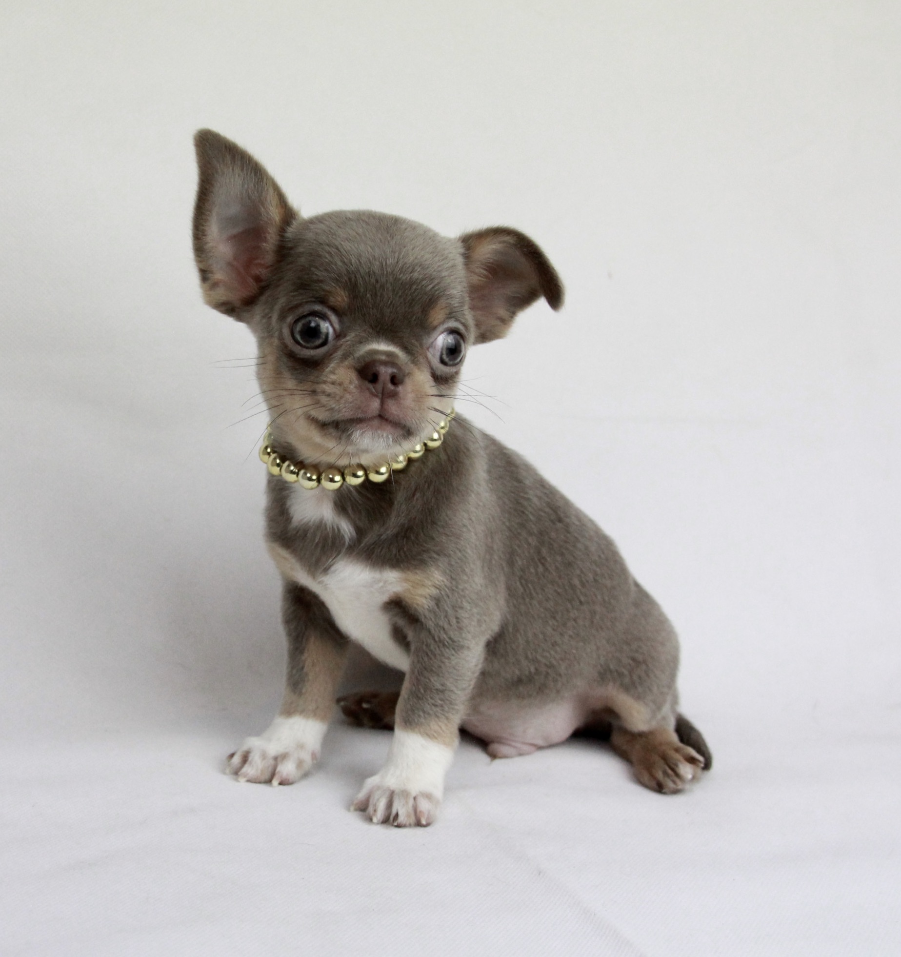 Chiot Chihuahua mâle poil court ==DISPONIBLE==