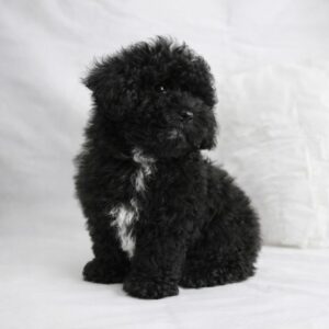 Caniche Tiny Toy mâle ==DISPONIBLE==