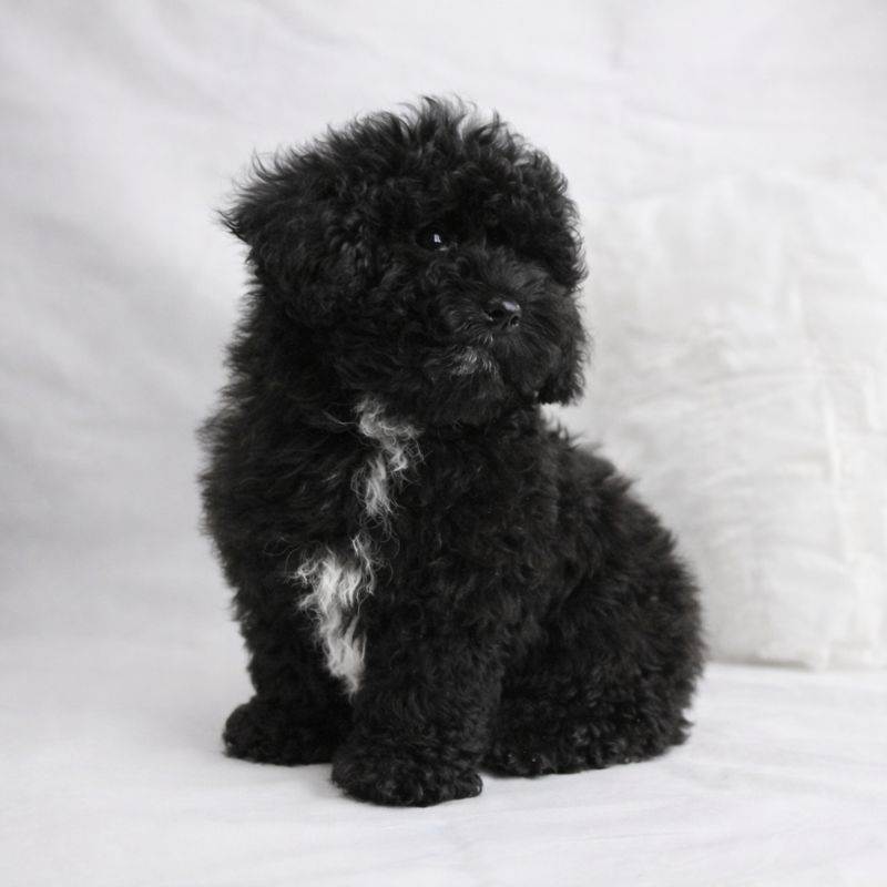 Caniche Tiny Toy mâle ==DISPONIBLE==