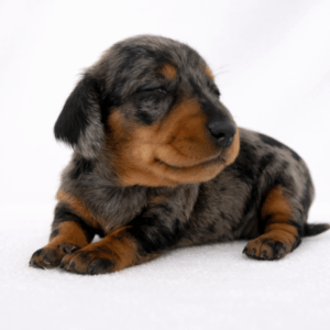 Chiot Teckel kaninchen arlequin