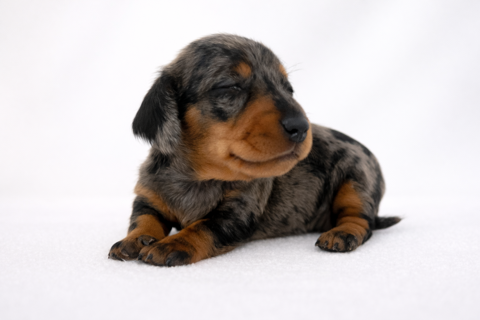 Teckel nain poil ras femelle ==DISPONIBLE==