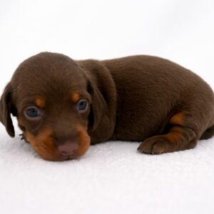 Chiot Teckel kaninchen chocolat et feu