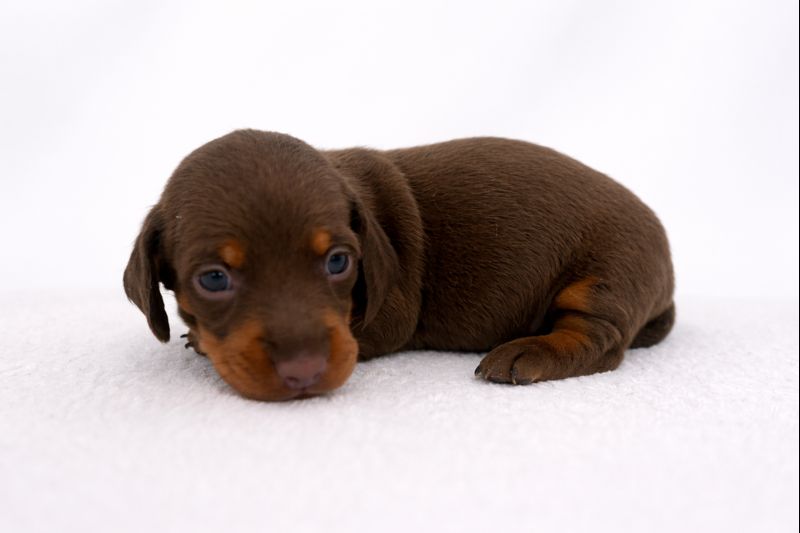 Teckel nain poil ras mâle ==DISPONIBLE==