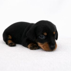 Teckel kaninchen noir et feu