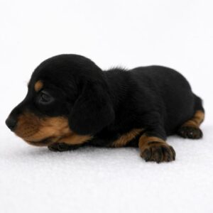 Teckel nain noir et feu poil ras