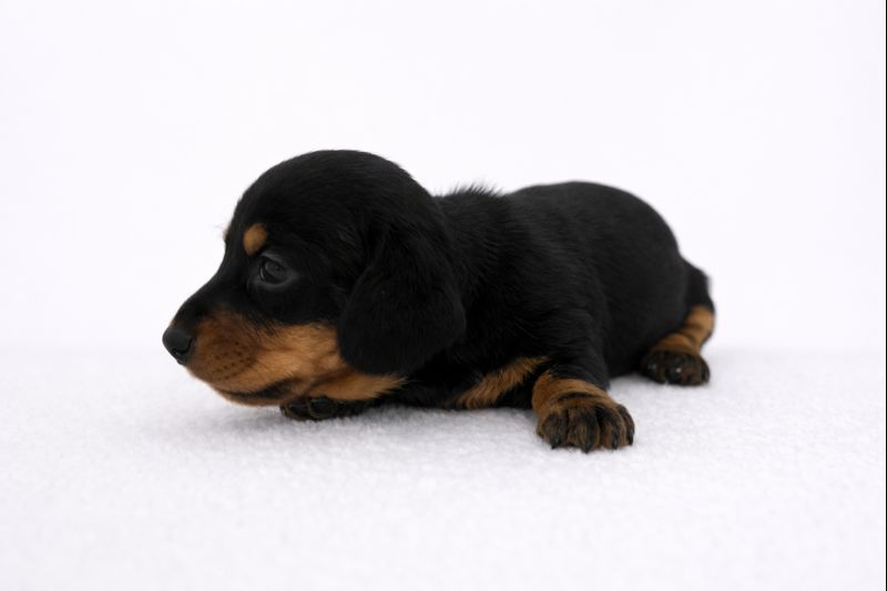 Teckel nain poil ras mâle ==DISPONIBLE==