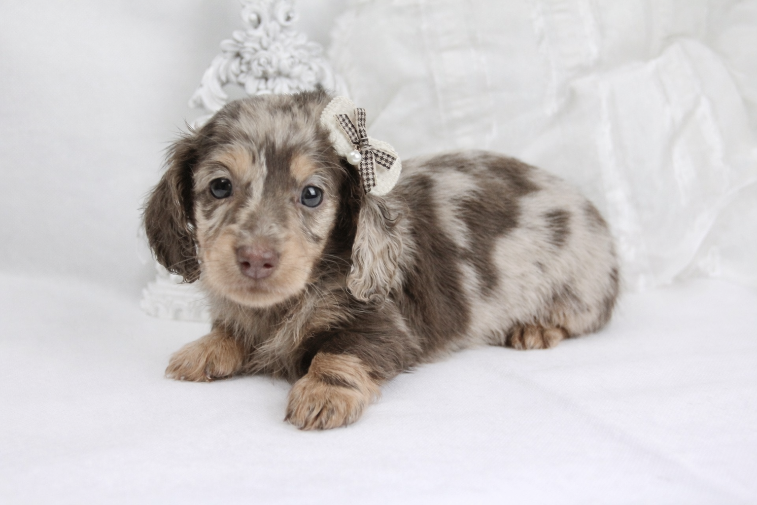 chiot teckel nain poil long marron arlequin