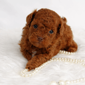 Les bébés Caniche Toy