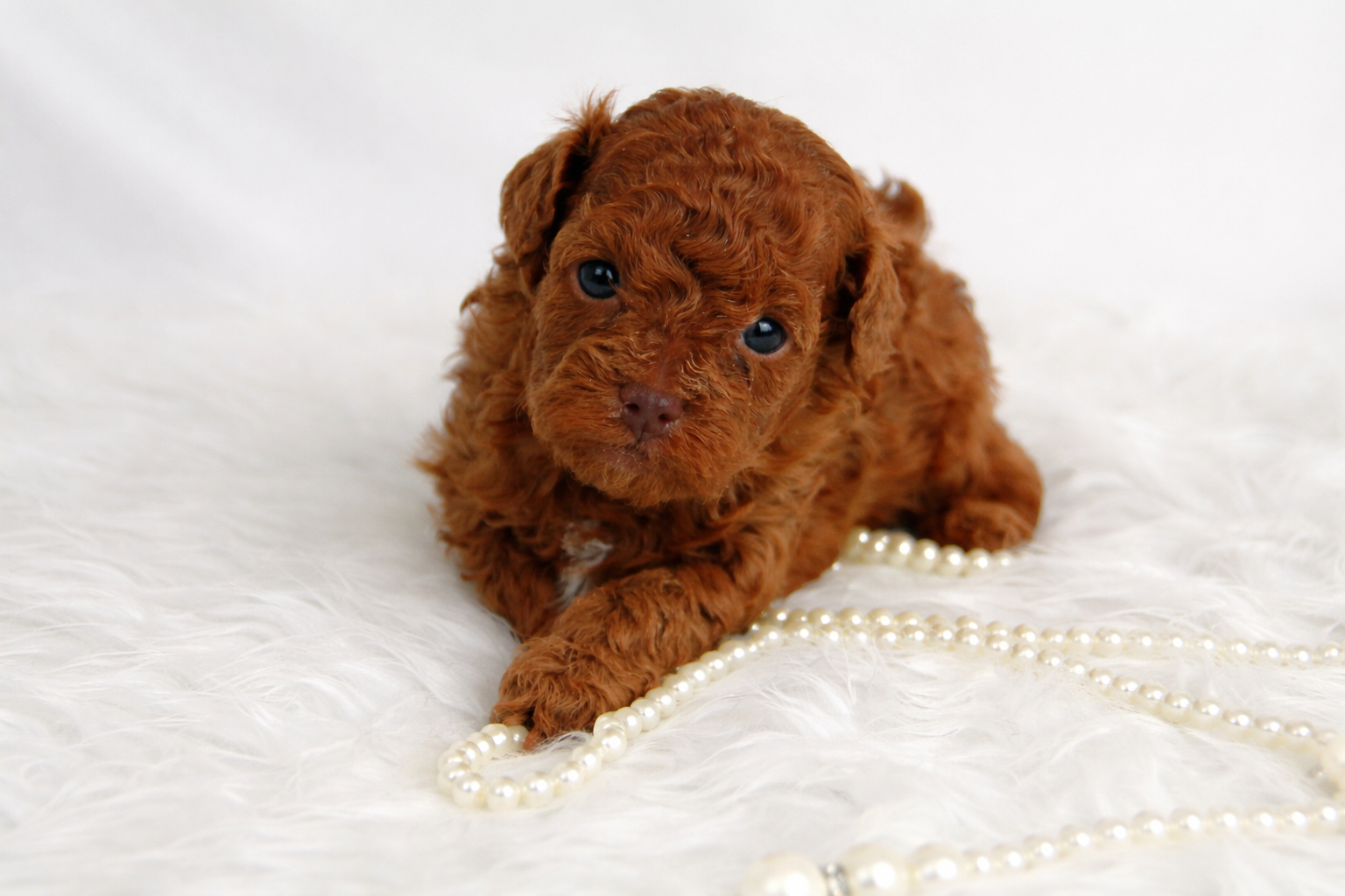 Les bébés Caniche Toy