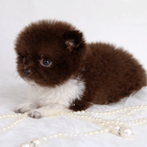 Bébé Spitz Poméranien femelle ==DISPONIBLE==