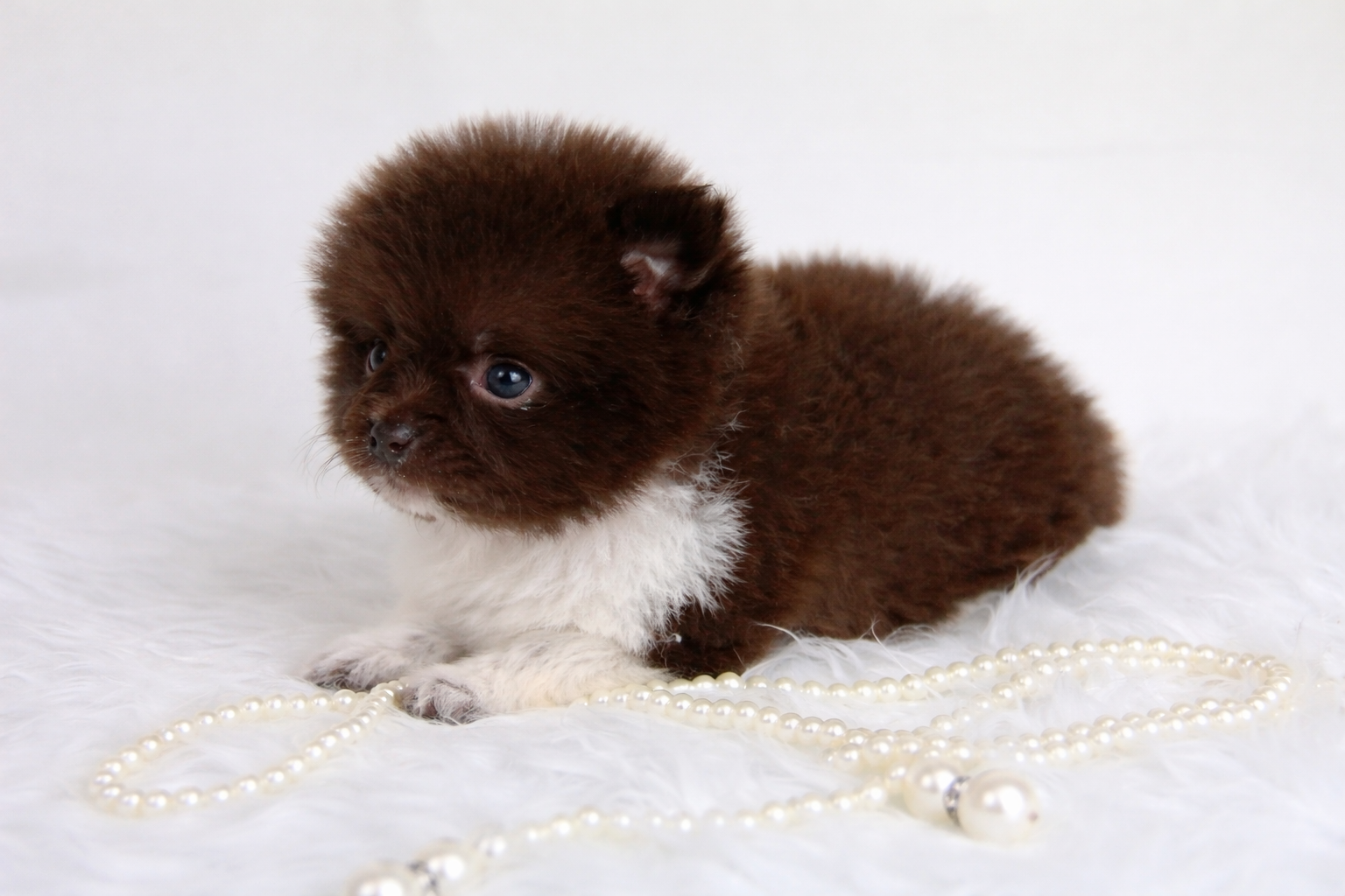 Bébé Spitz Poméranien femelle ==DISPONIBLE==
