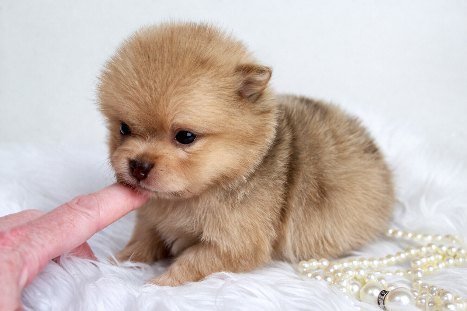 Bébé Spitz Poméranien femelle